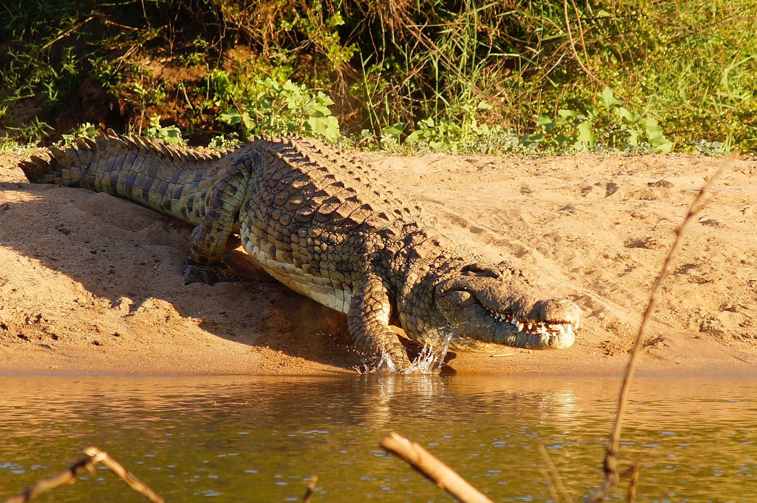 Убегать от крокодила