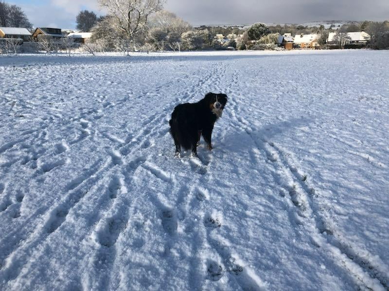 Bernese dog Willow enjoying the snowy conditions near Ilkely in West Yorkshire on Thursday morning (Richard Halifax/PA)