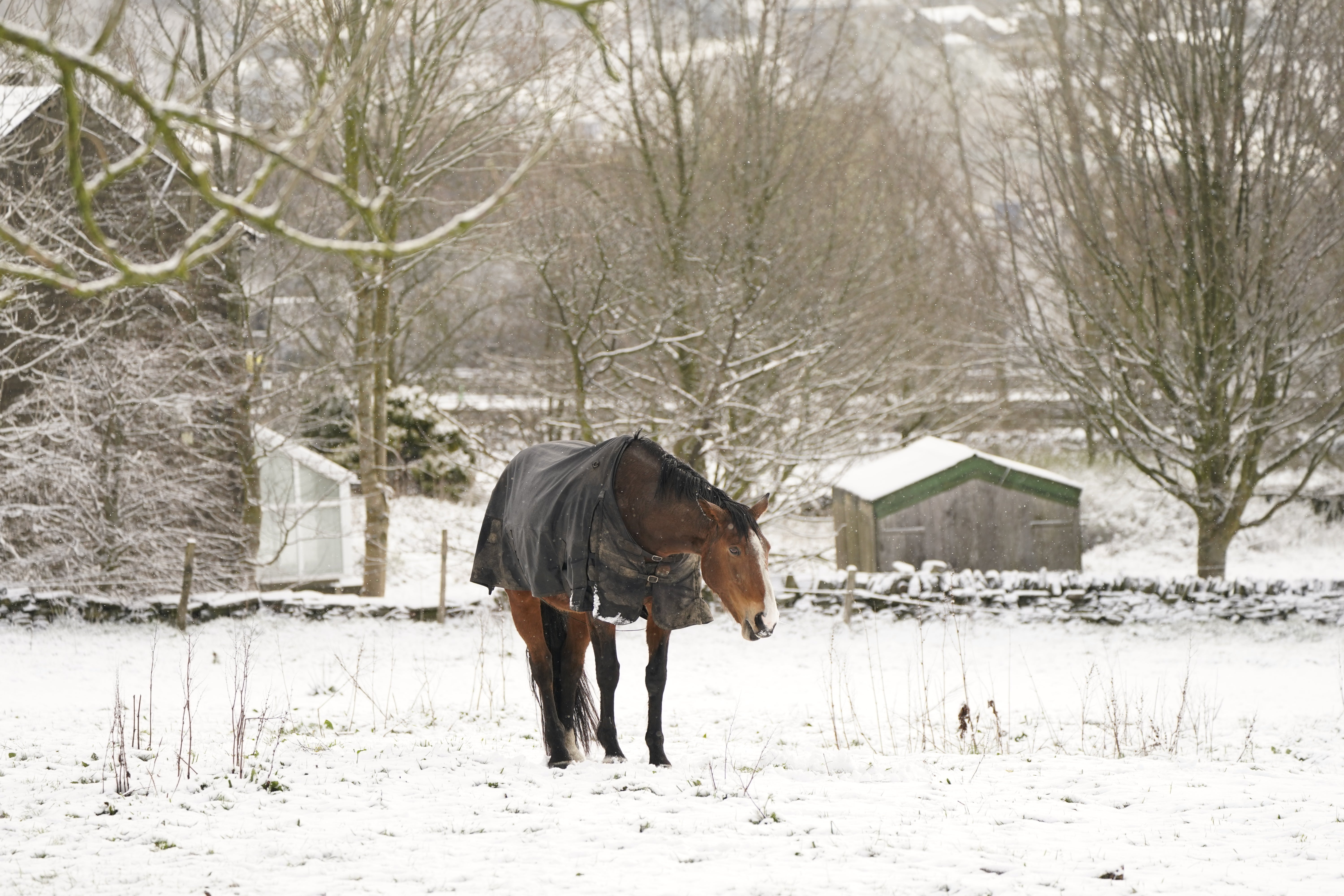 A horse in a snowy field in Outlane village in Kirklees, West Yorkshire (Danny Lawson/PA)
