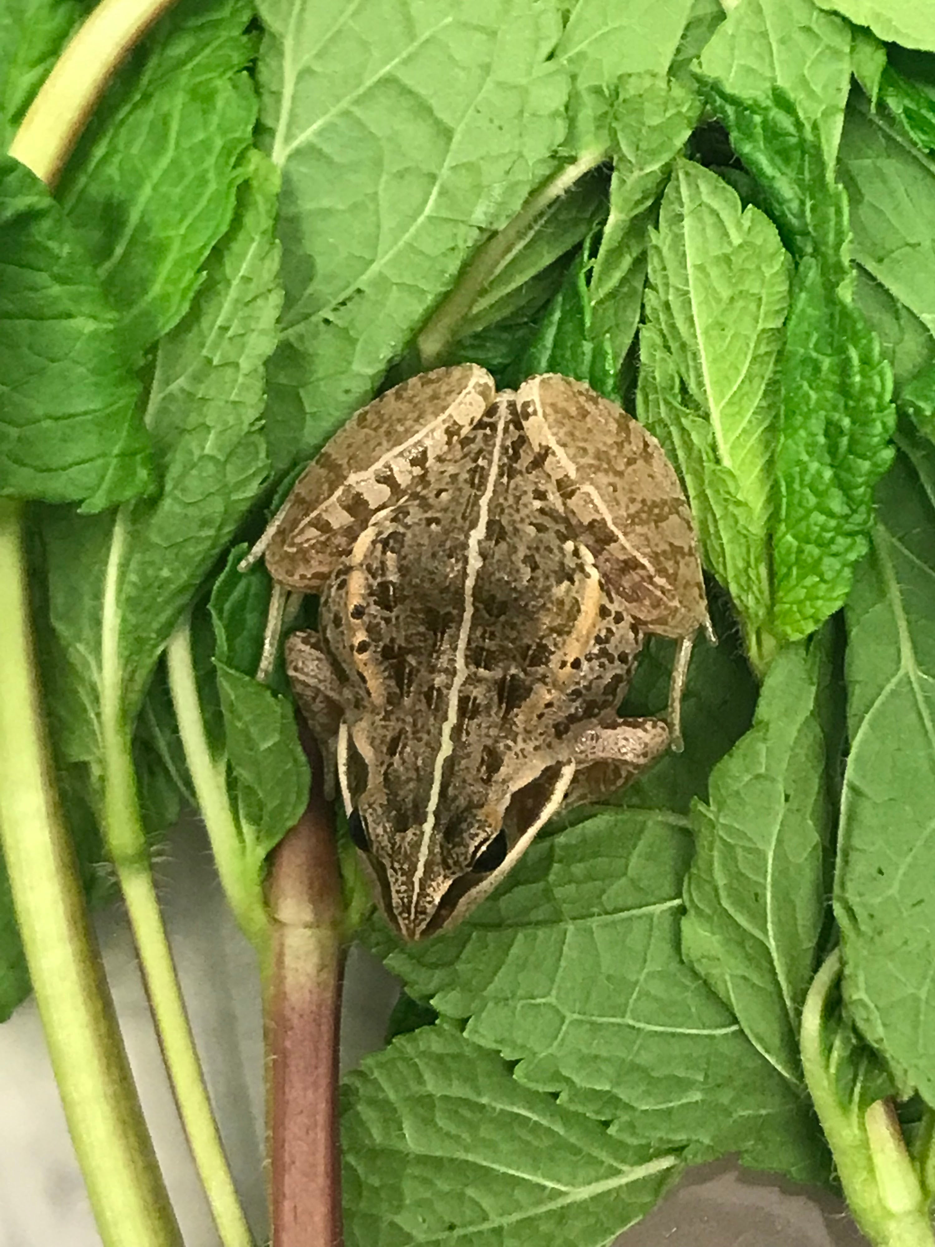 Minty the frog came from Ethiopia to Northumberland in a sealed mint bag