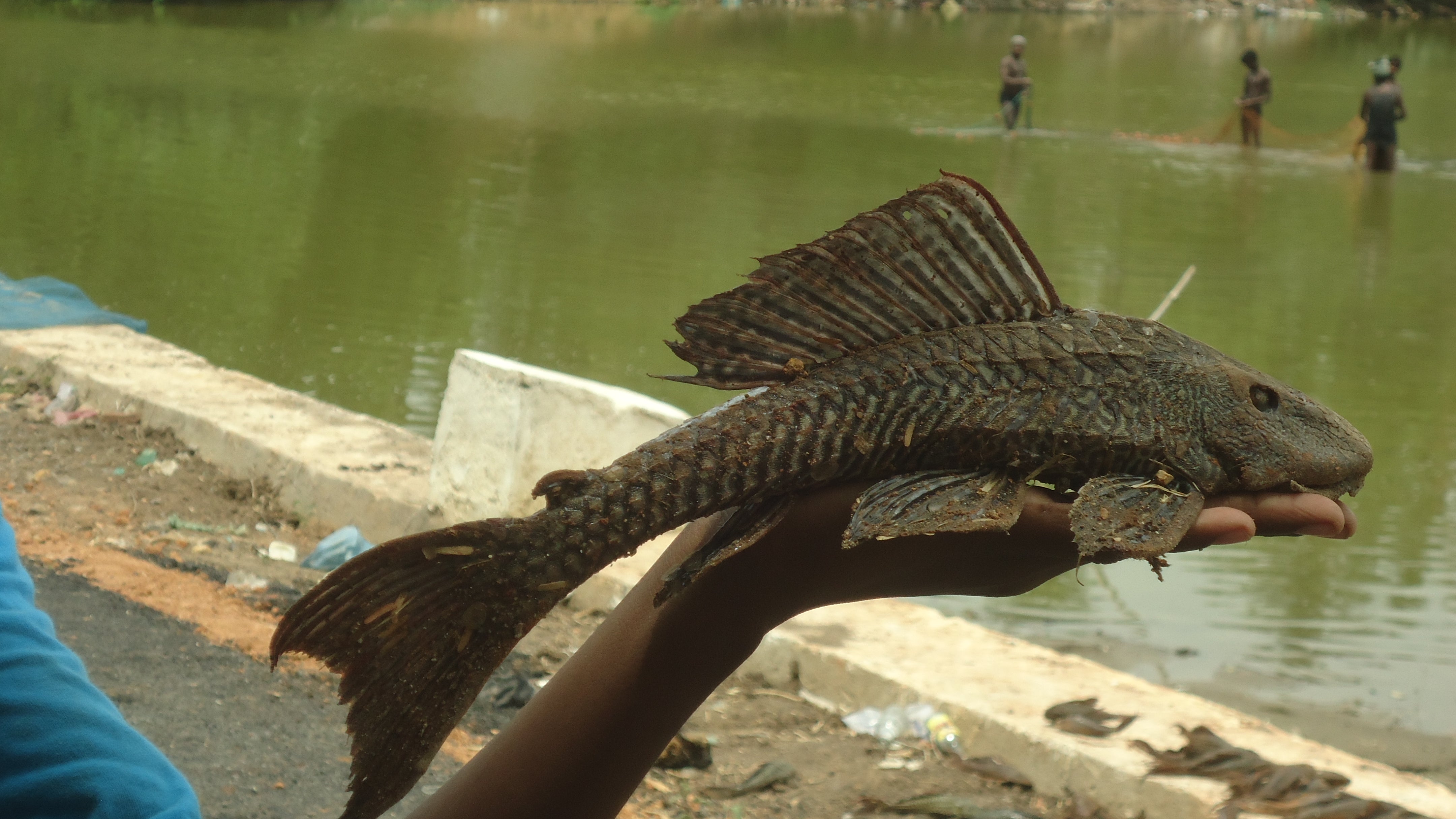 A discarded suckermouth catfish in Tamil Nadu, India