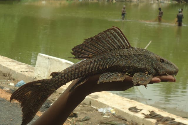 <p>A discarded suckermouth catfish in Tamil Nadu, India</p>