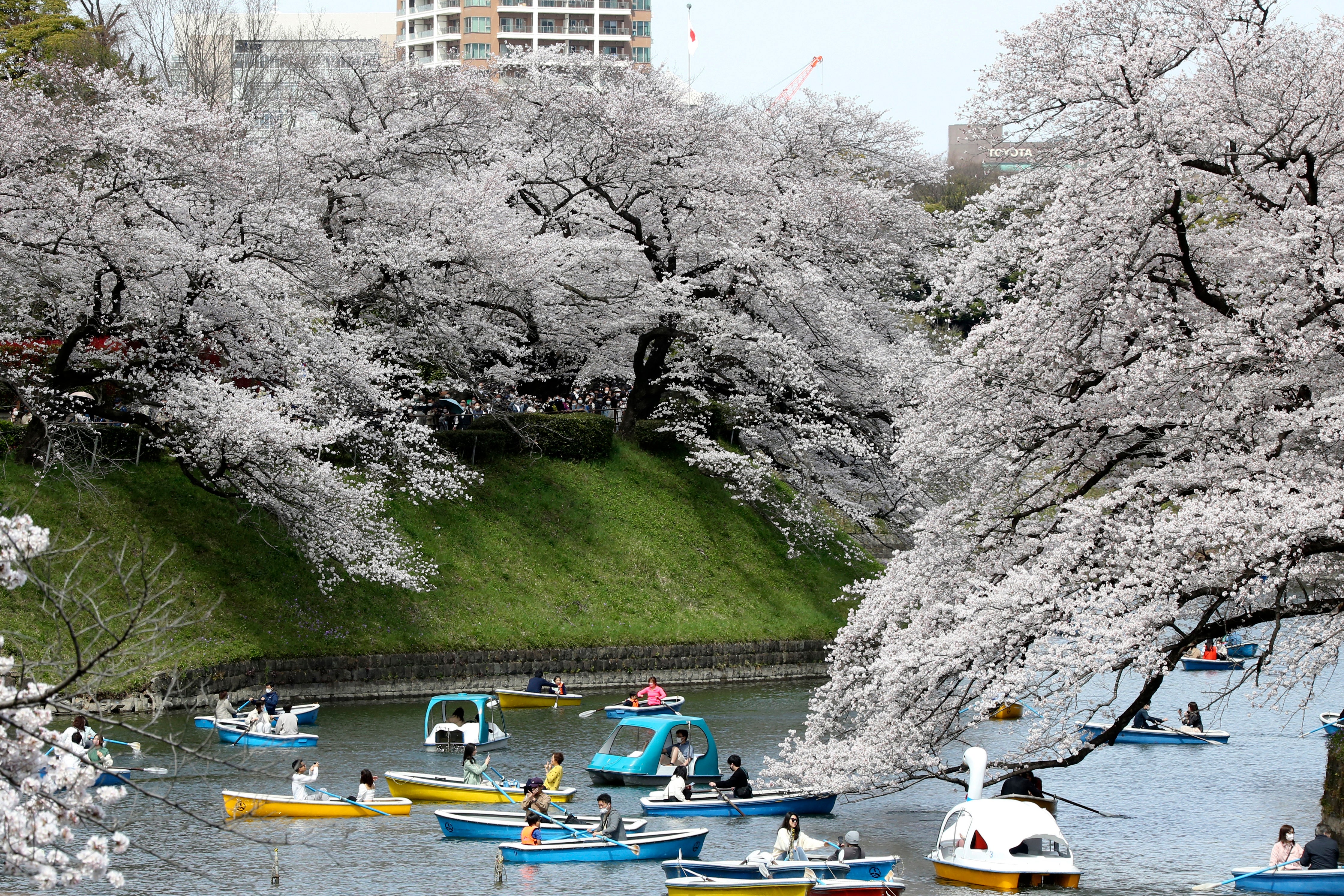 Japan Cherry Blossoms Photo Gallery