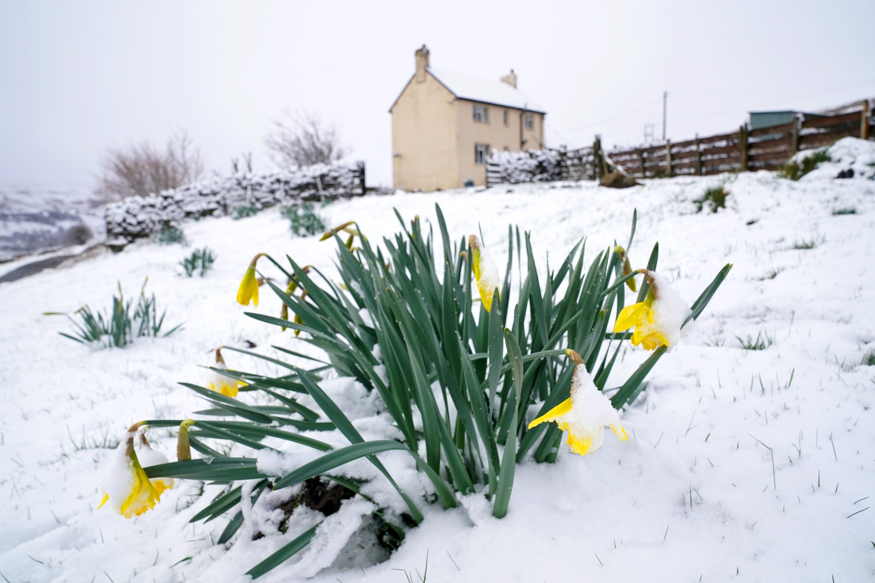 Daffodils bloom in the snow near Stanhope, Northumberland