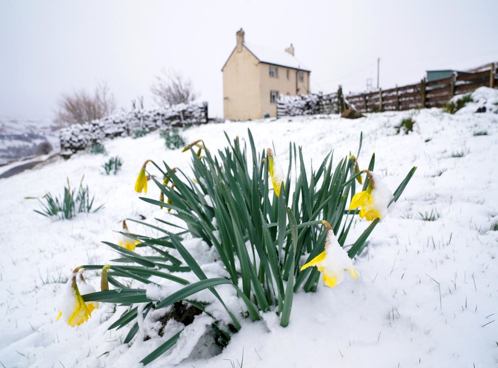 <p>Daffodils bloom in the snow near Stanhope, Northumberland </p>
