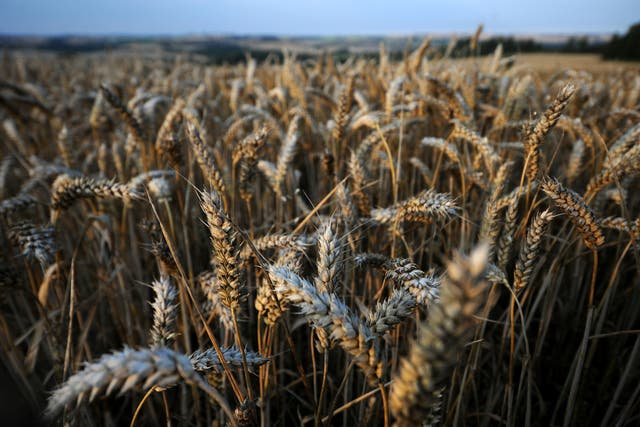 Irish farmers are being encouraged to grow more crops (Andrew Matthews/PA)