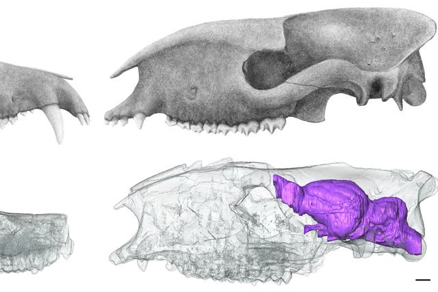 CT scans helped researchers investigating the size of mammals’ brains (Ornella Bertrand/Sarah Shelley/University of Edinburgh/PA)