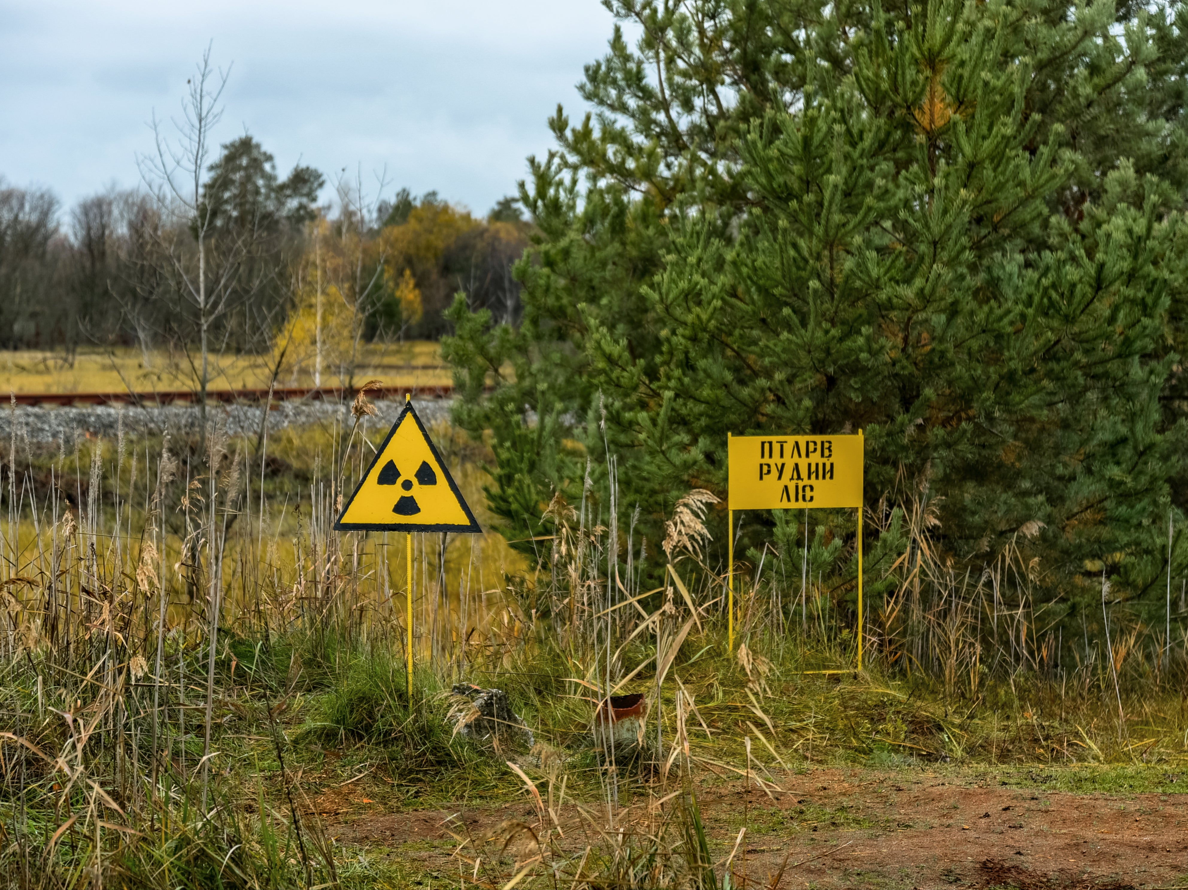 The contaminated Red Forest near the Chernobyl nuclear power plant