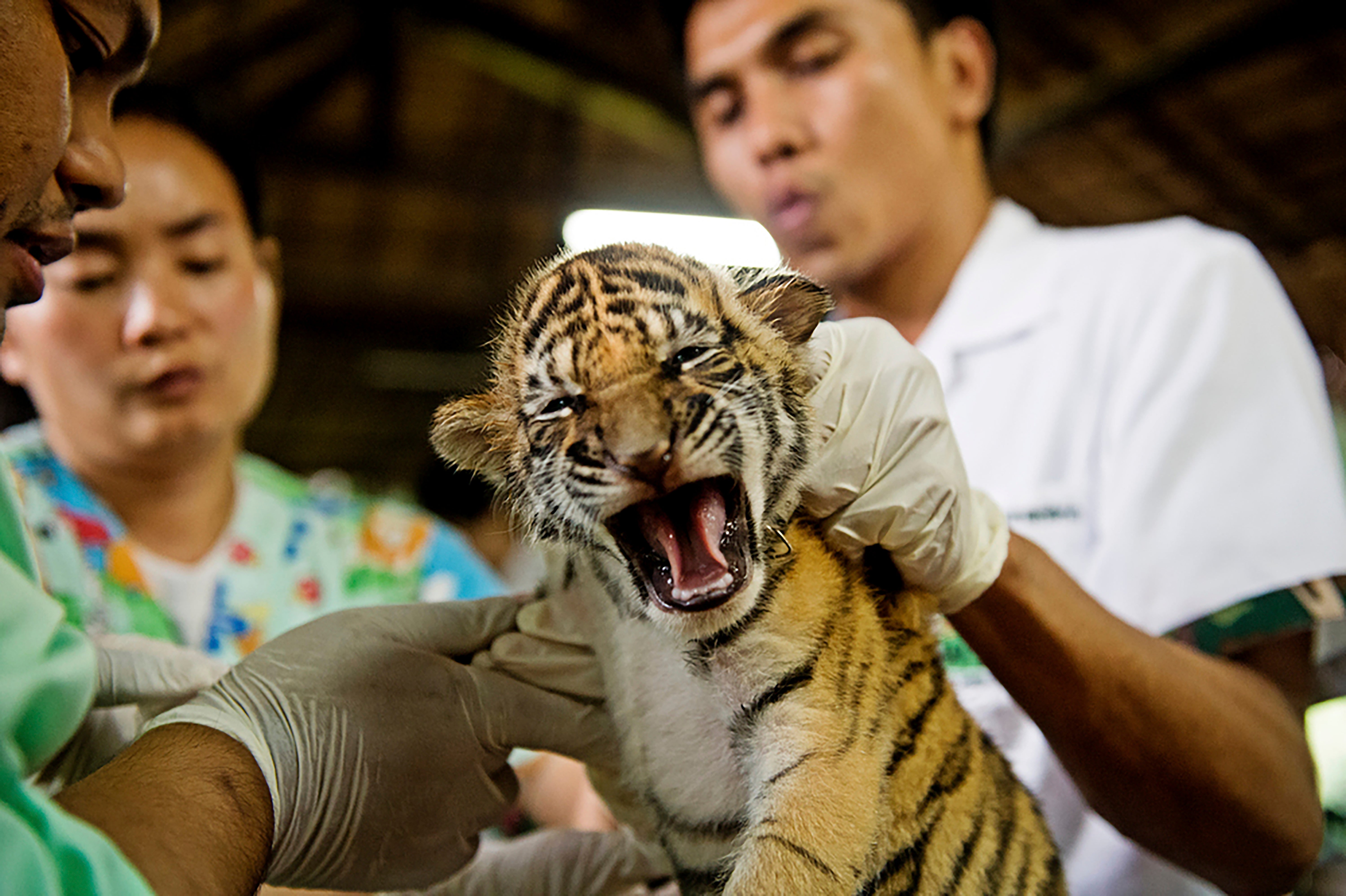 Myanmar Wildlife Trade