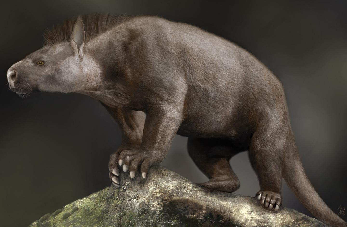 Reconstruction of a Paleocene periptychid condylarth, an ungulate-like mammal that lived around 65 million years ago