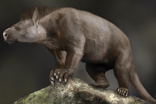 <p>Reconstruction of a Paleocene periptychid condylarth, an ungulate-like mammal that lived around 65 million years ago</p>
