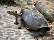 Two giant Galápagos tortoises bred in British zoo for first time - by 70 year-old father