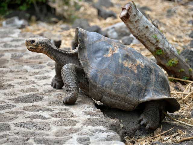 <p>Giant Galapagos tortoises, like this one pictured on Santa Cruz Island, are famous for their long necks </p>