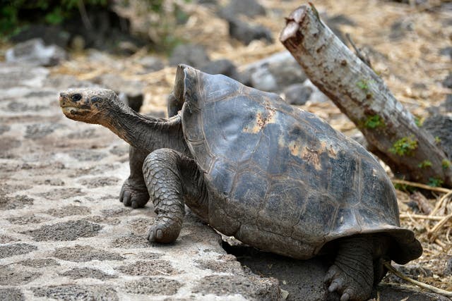 <p>Giant Galapagos tortoises, like this one pictured on Santa Cruz Island, are famous for their long necks </p>
