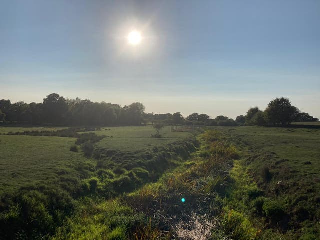 Vegetation at the Knepp Estate is “lush and thriving” satellite data shows ( Credit Hayley Carr/PA)