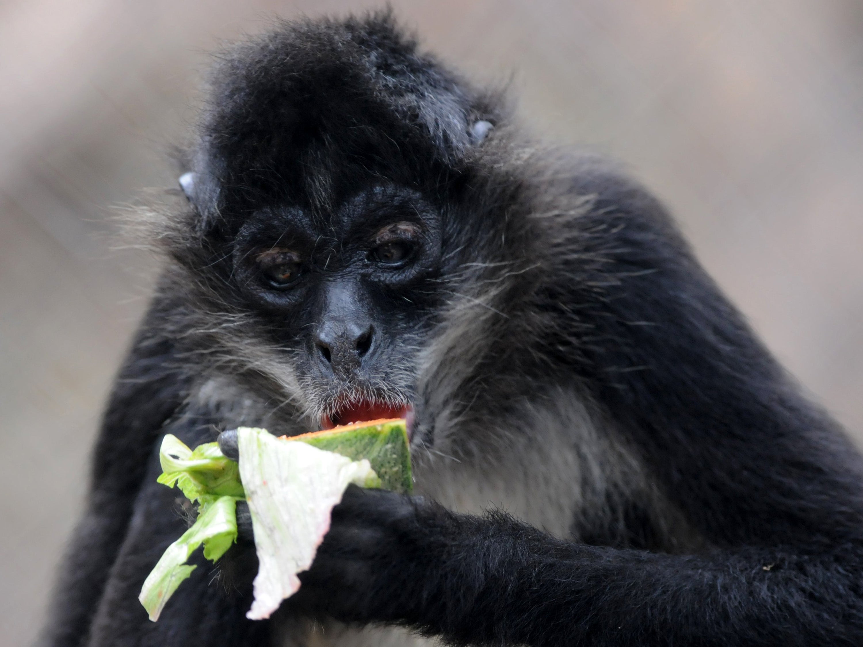 Spider monkeys have been found to seek out fruits which have fermented