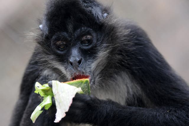 <p>Se ha descubierto que los monos araña buscan frutas que hayan fermentado</p>