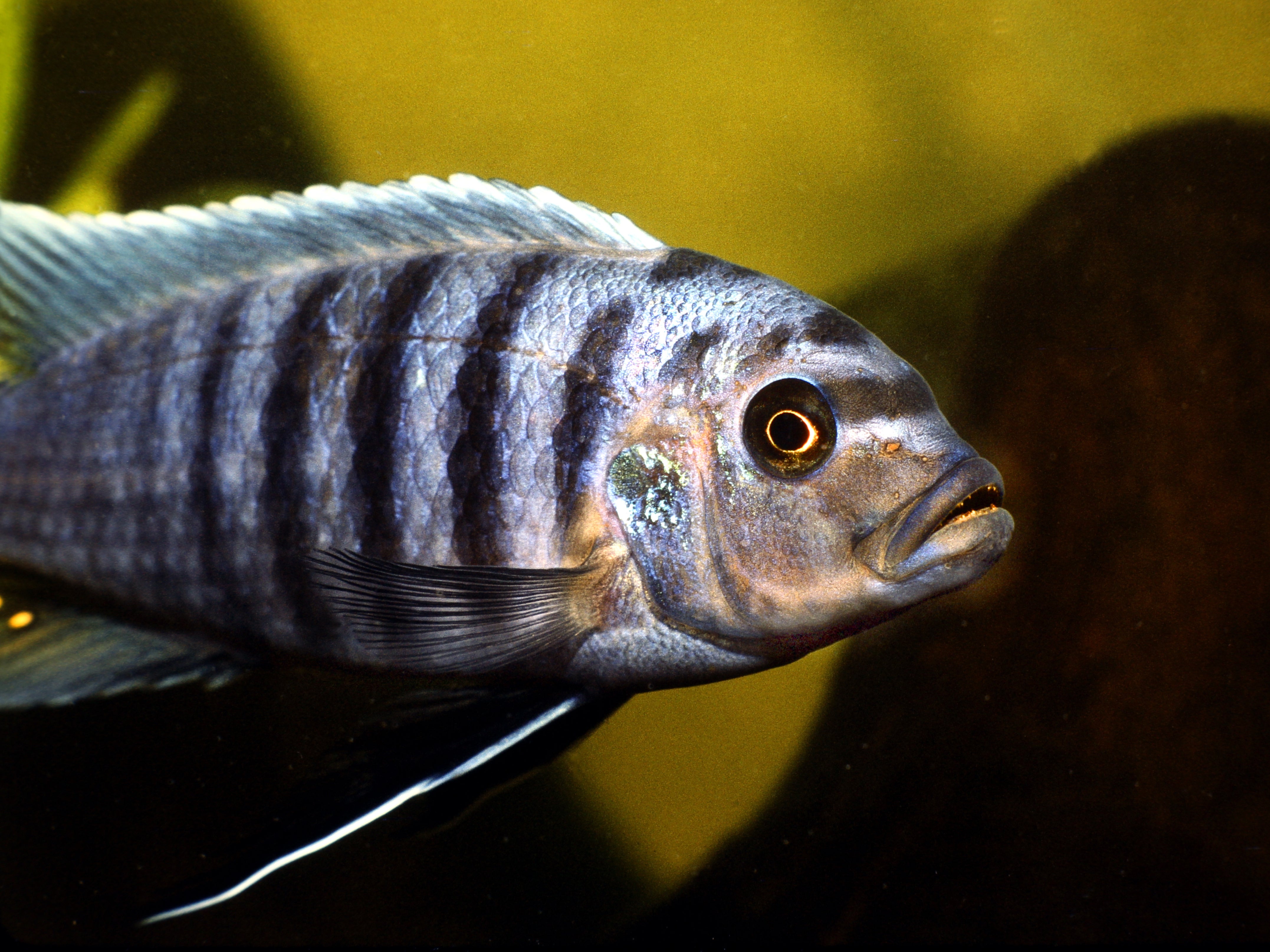 Zebra mbuna fish, pictured, were less able than stingrays when it came to mathematics