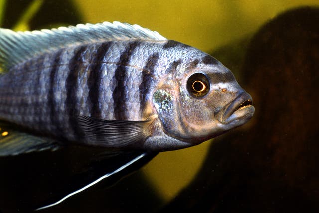 <p>Zebra mbuna fish, pictured, were less able than stingrays when it came to mathematics</p>