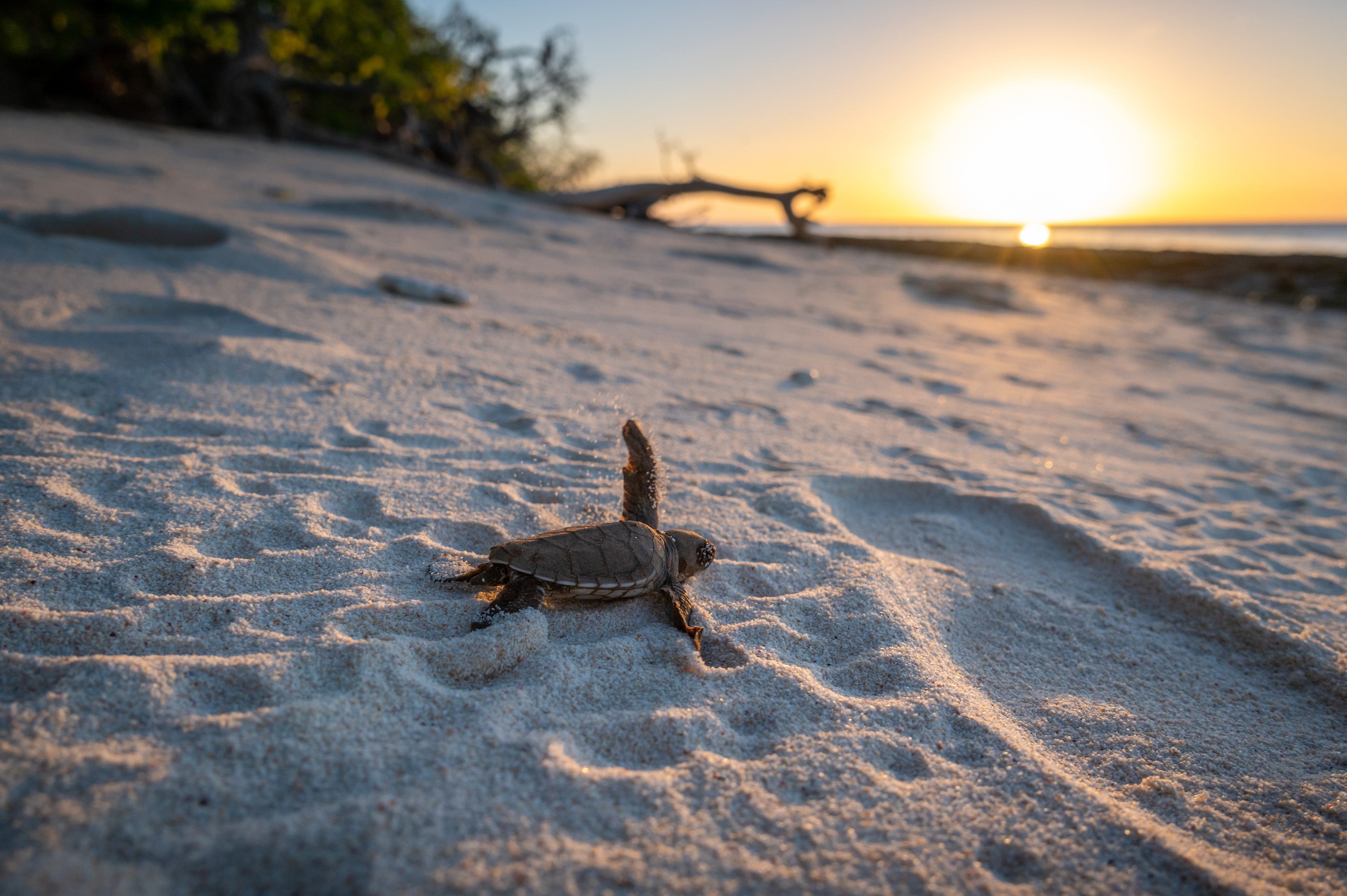 A baby turtle makes its way from the beach to the water
