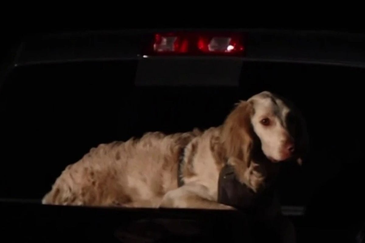 Hiker missing for two weeks found dead with dog by his side in LA park ...