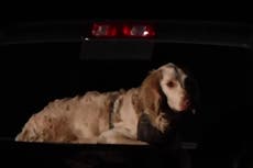 Hiker missing for two weeks found dead with dog by his side in LA park