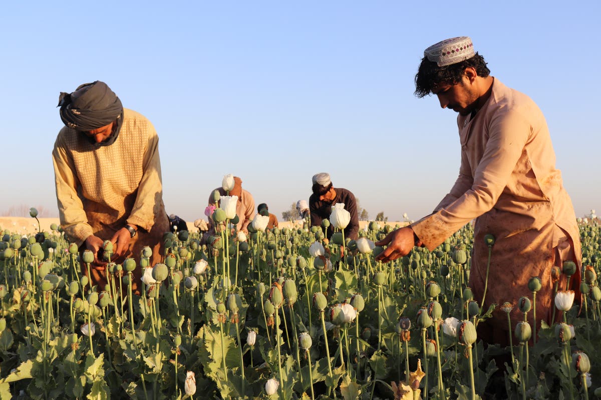 Afghanistan's Taliban announce ban on poppy production