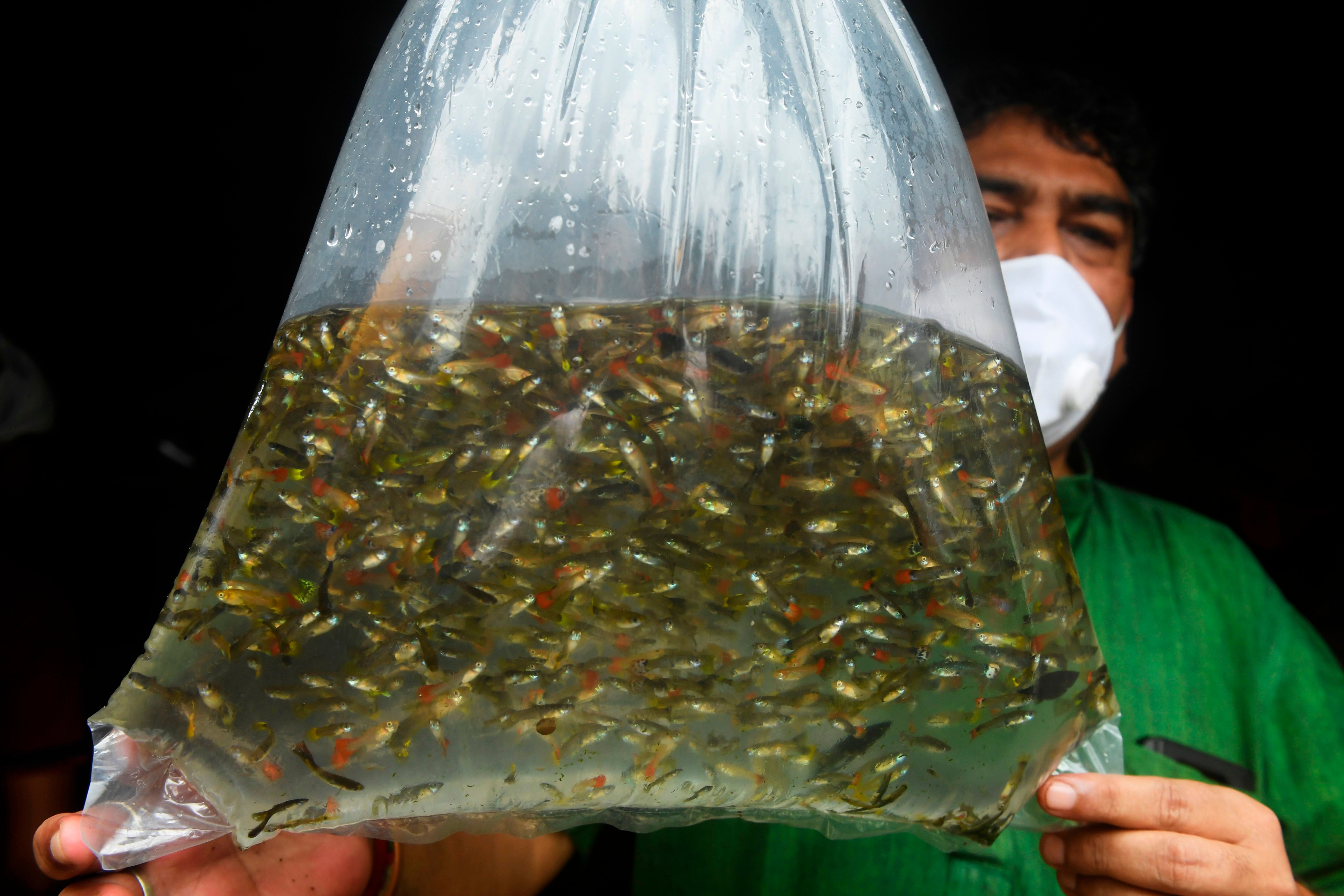 A man holds guppy fish in a plastic bag, to be used for controlling mosquito larvae, in Kolkata