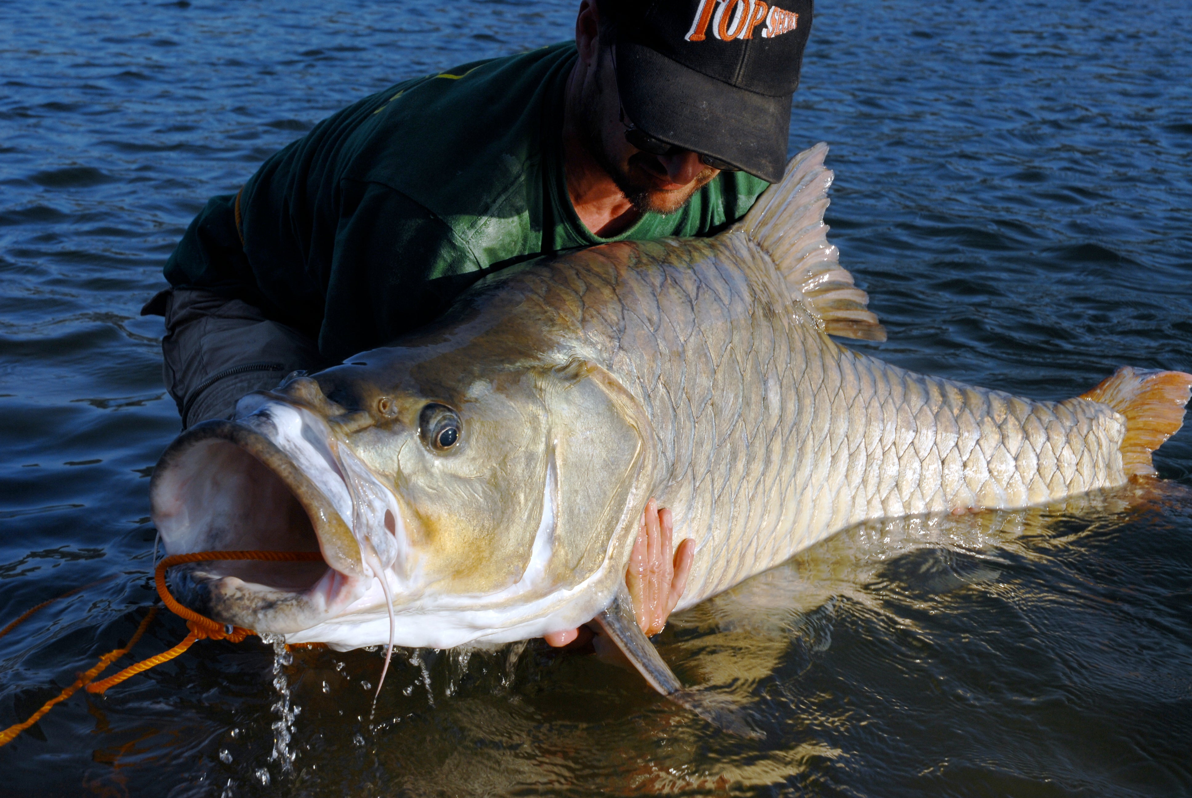 A typical hump-backed mahseer caught and released by a visiting European angler in the 1990s