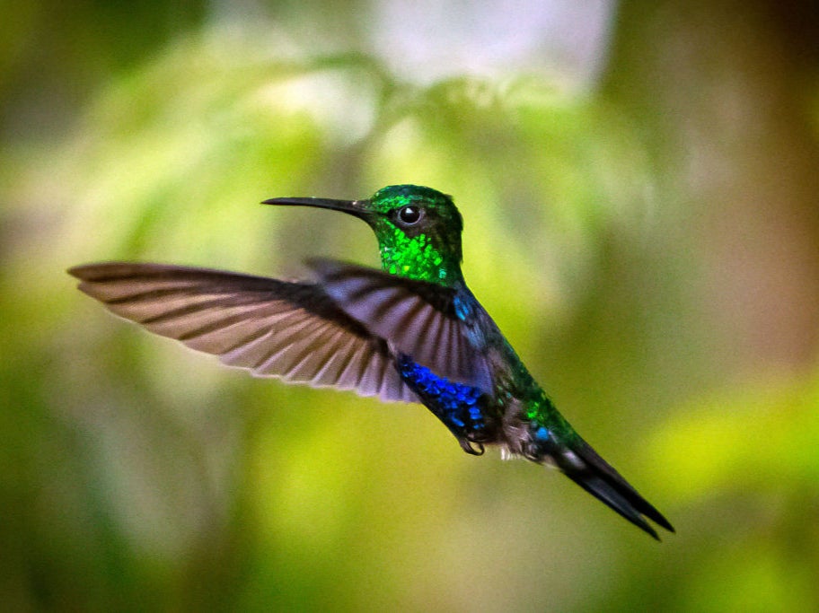 Hummingbirds were one of the only species that saw increased numbers