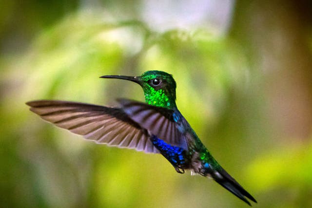 <p>Hummingbirds were one of the only species that saw increased numbers</p>