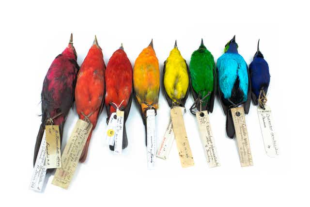 Study finally proves birds are more colourful near the Equator (University of Sheffield/NHM Tring)