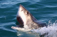 Beach shark warning as warm weather hits US beach