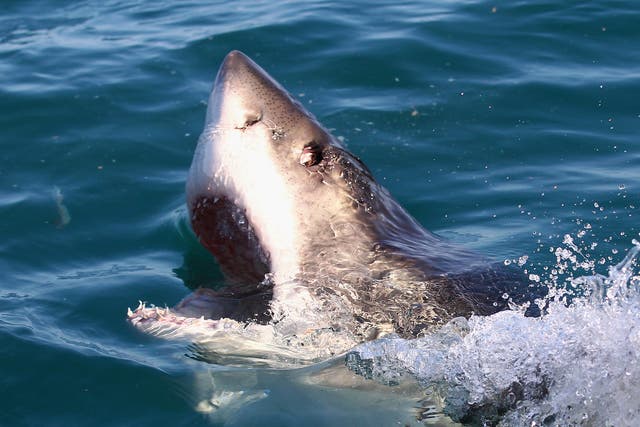 <p>Great white numbers increase in July </p>