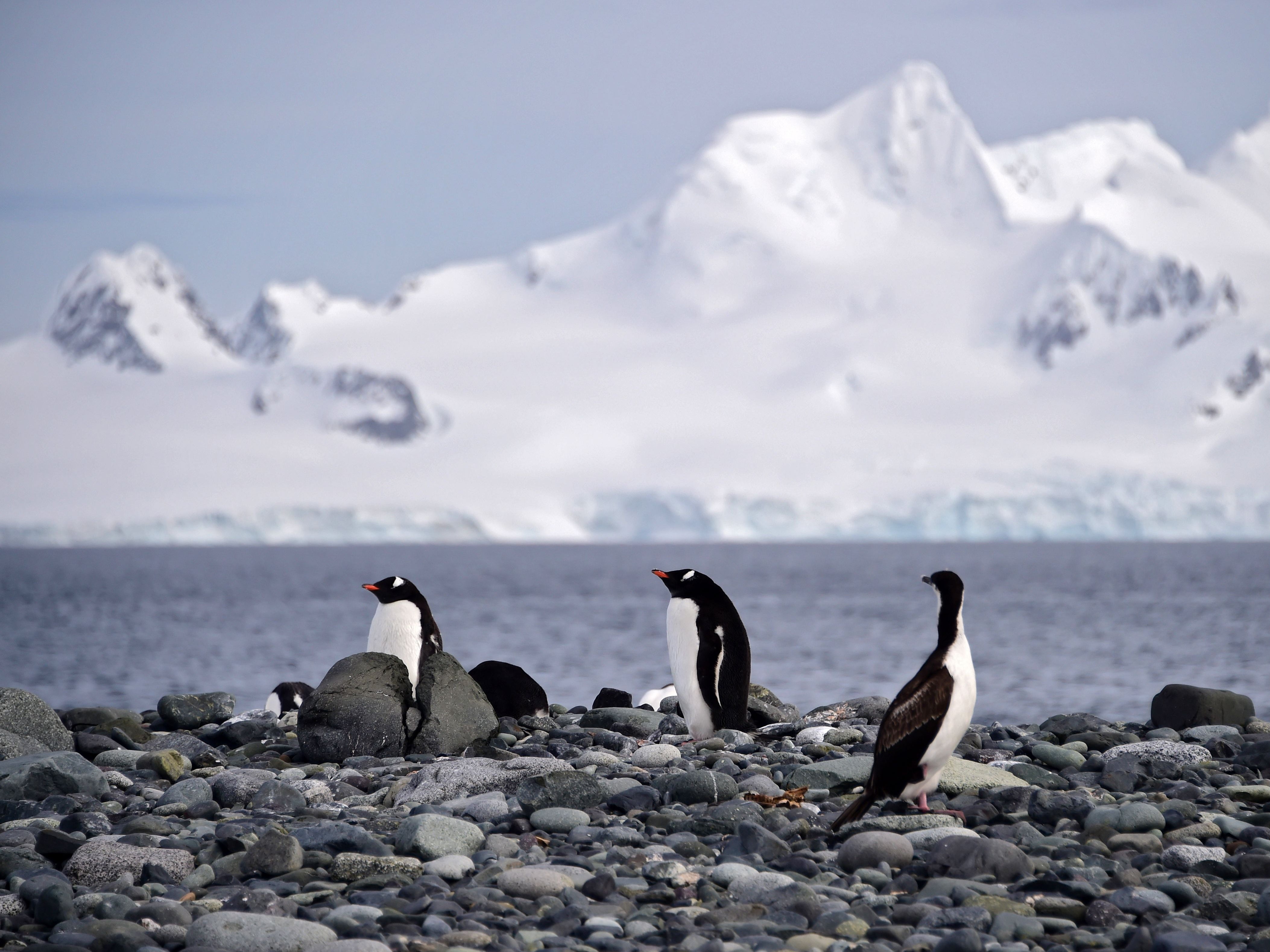 Gentoo penguins in Antarctica could be your new colleagues