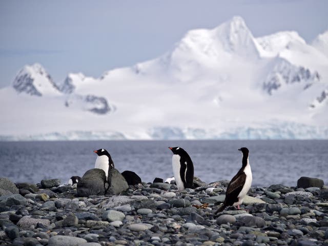 <p>Gentoo penguins in Antarctica could be your new colleagues </p>