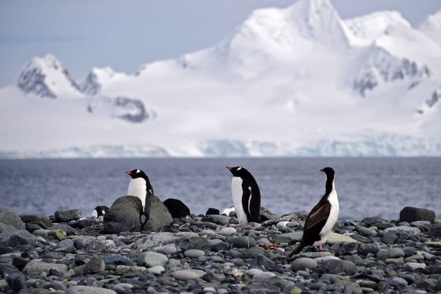 <p>Gentoo penguins in Antarctica could be your new colleagues </p>