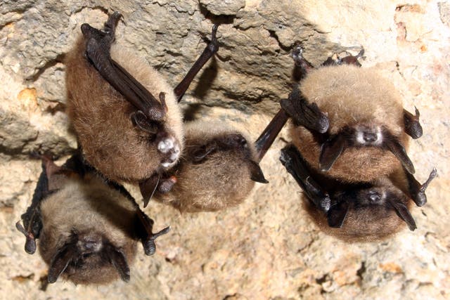 Bat Disease Fungus Louisiana