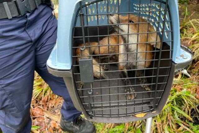 <p>Police capture fox that bit lawmaker on Capitol Hill</p>