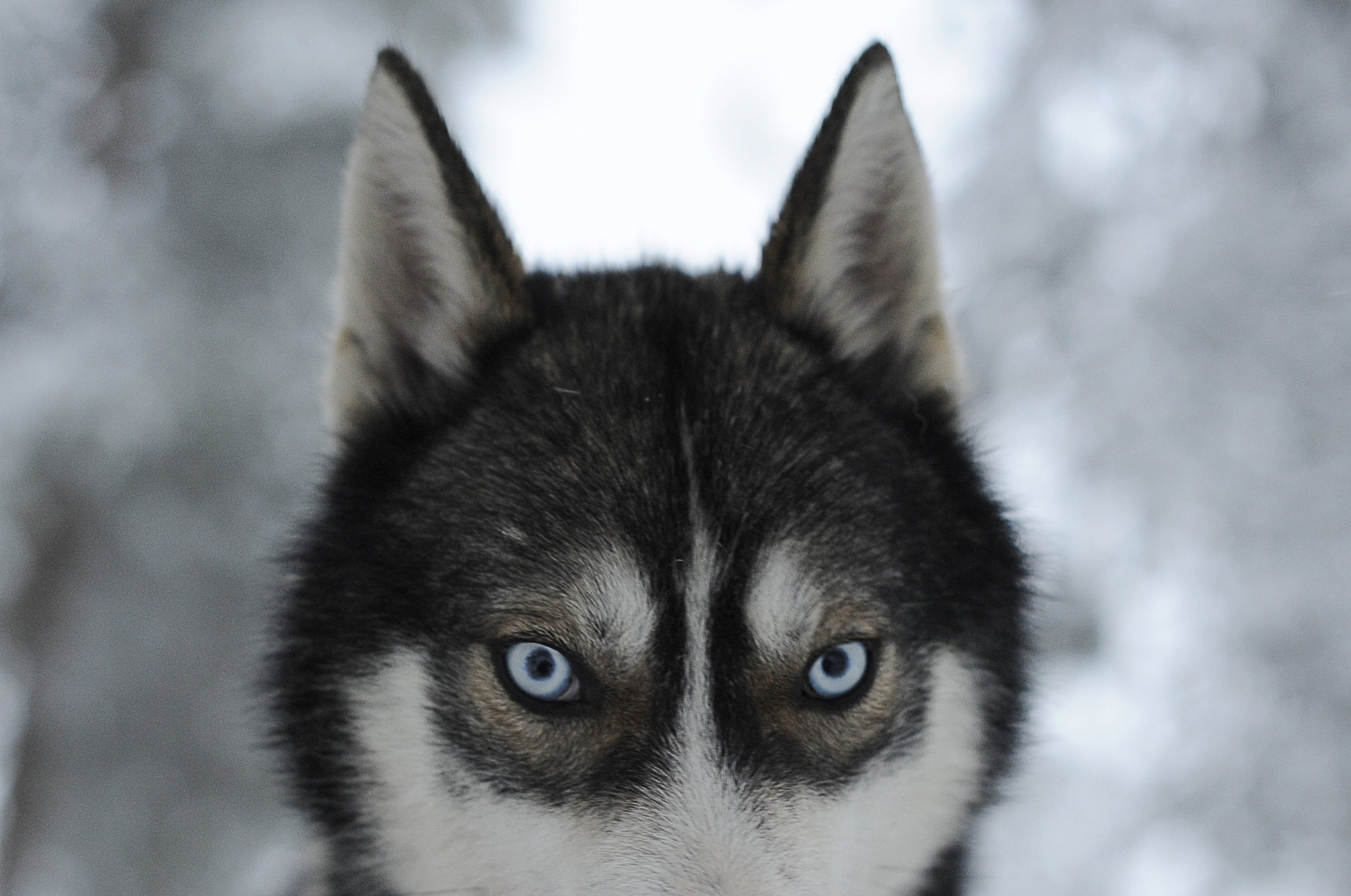 File: Pale blue eyes of a Husky give a piercing stare on 15 December 2008 at a Husky farm in Rovaniemi, Finland