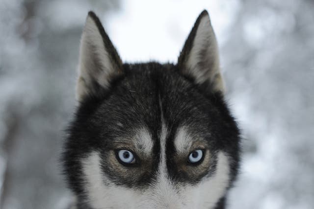<p>File: Pale blue eyes of a Husky give a piercing stare on 15 December 2008 at a Husky farm in Rovaniemi, Finland </p>
