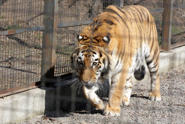 <p>File: A tiger is seen in the Odessa Zoo </p>