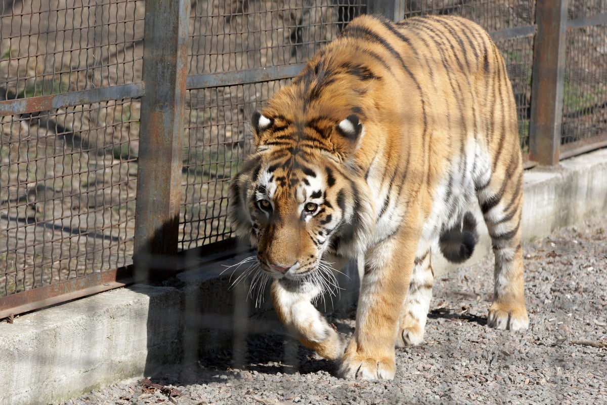 Kharkiv zoo prepares to kill lions and tigers in case Russian shelling lets them loose in city | The Independent