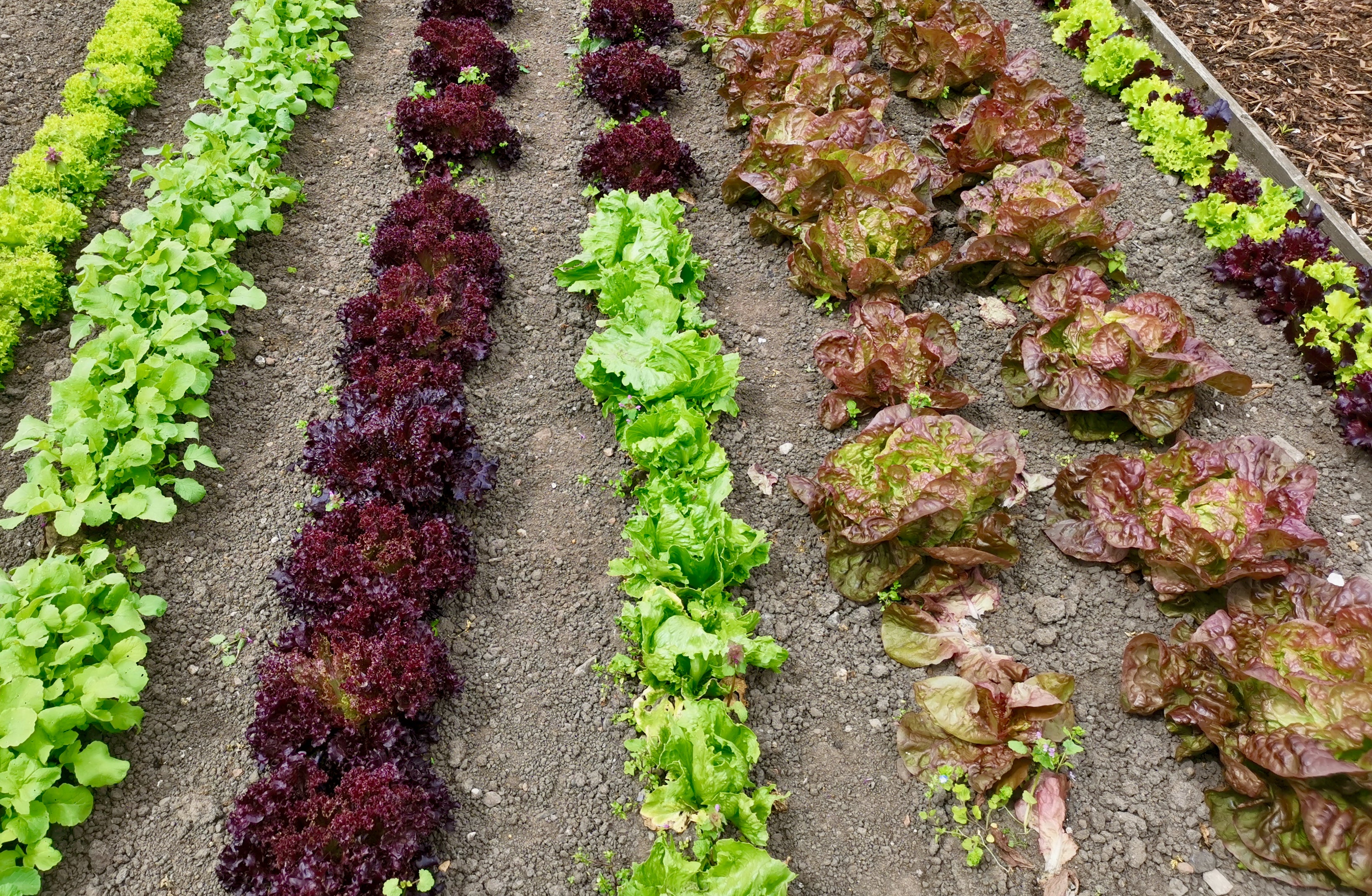 All lettuces are salad greens, but not all salad greens are lettuces
