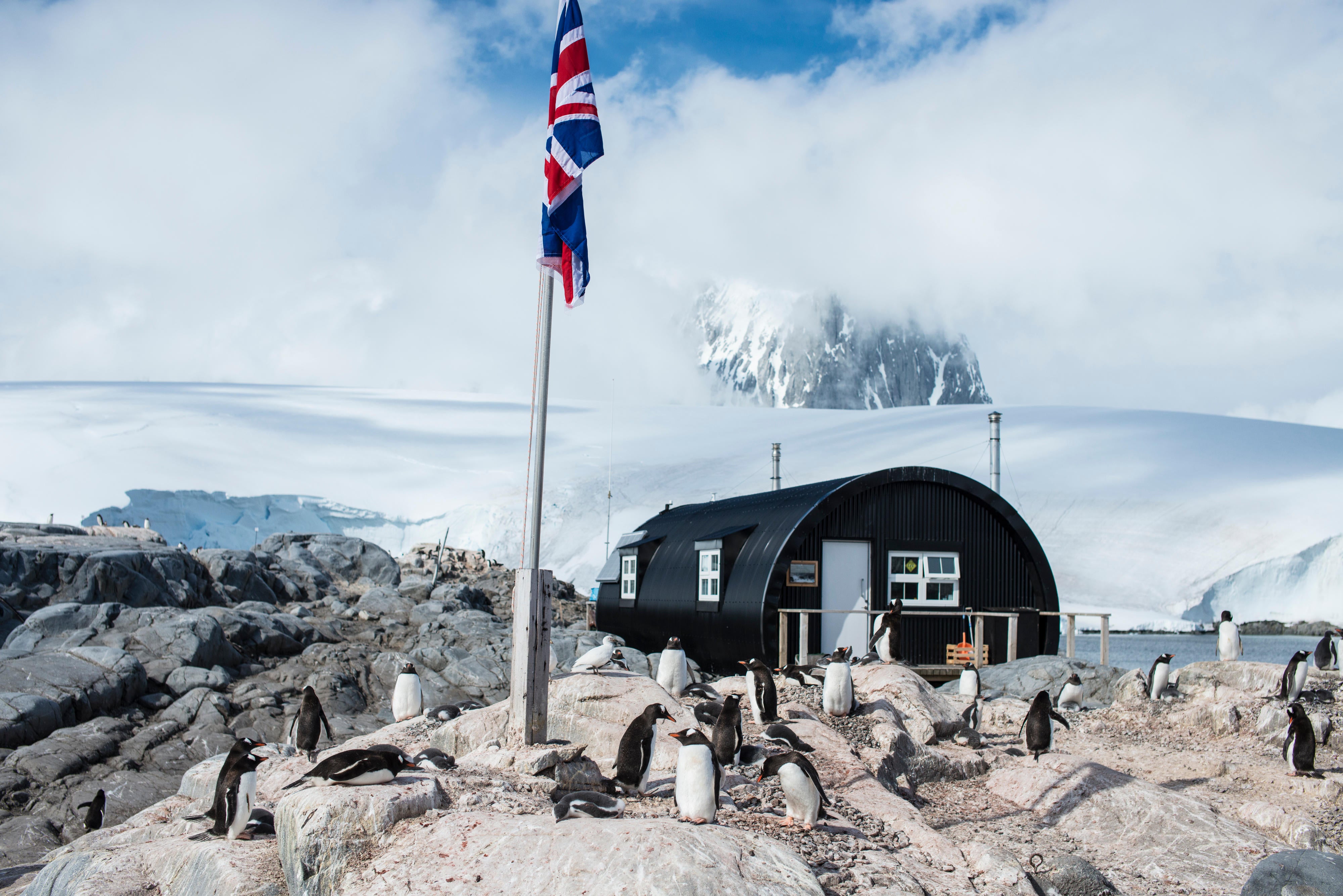 Staff wanted to watch penguins and run gift shop in Antarctica | The  Independent