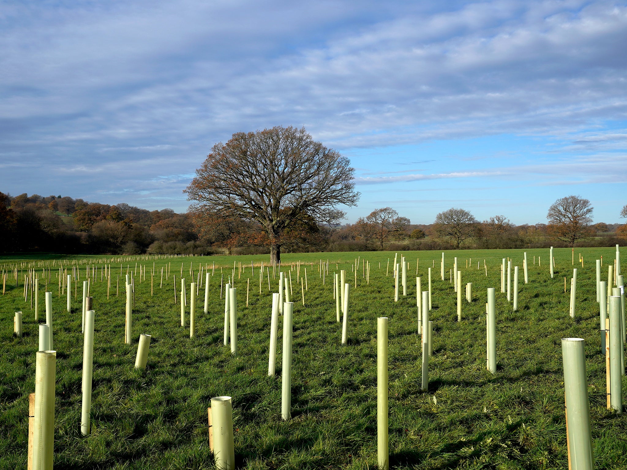 Planting trees is seen as an easy way to offset carbon footprints, but will it do any good?