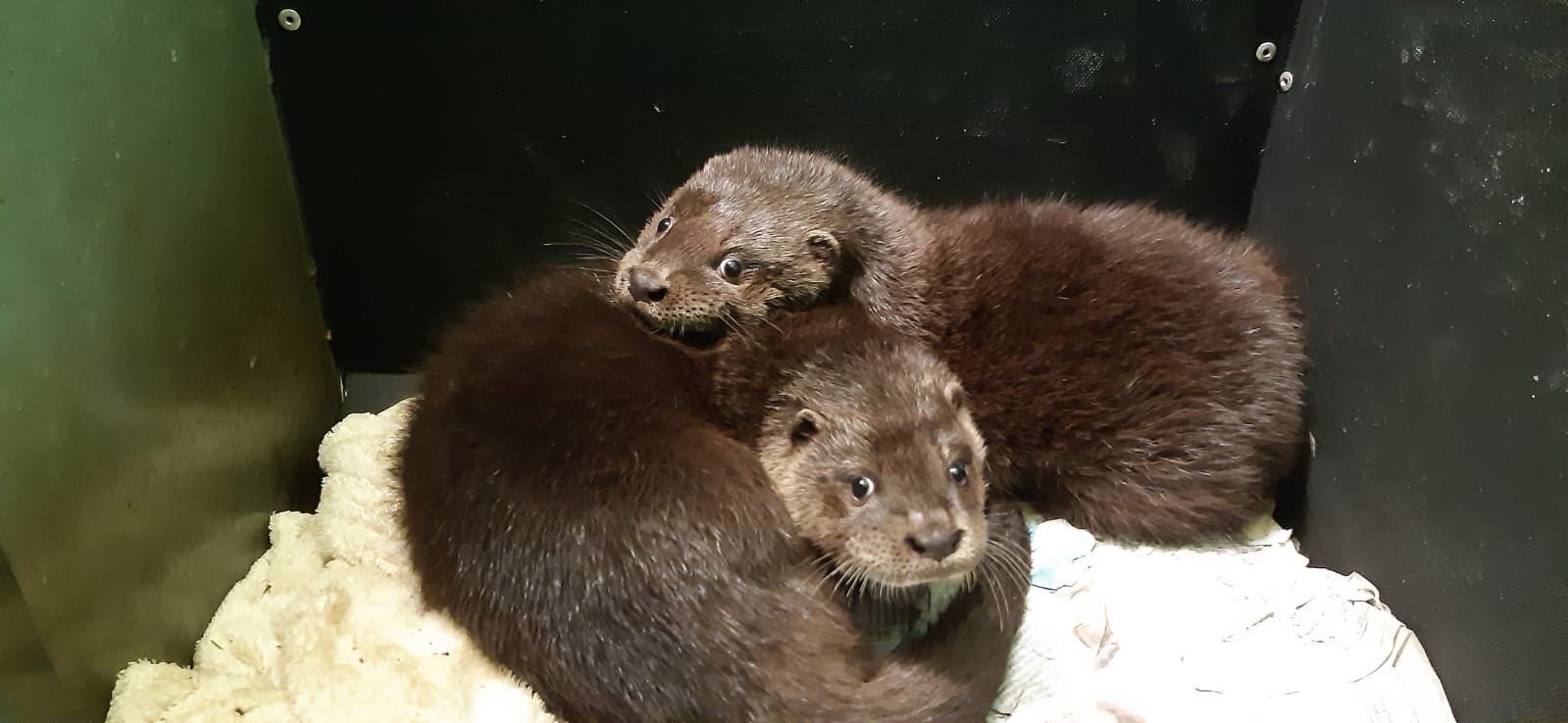The orphaned otters have undergone 13 months of rehabilitation (Yorkshire Water/PA)