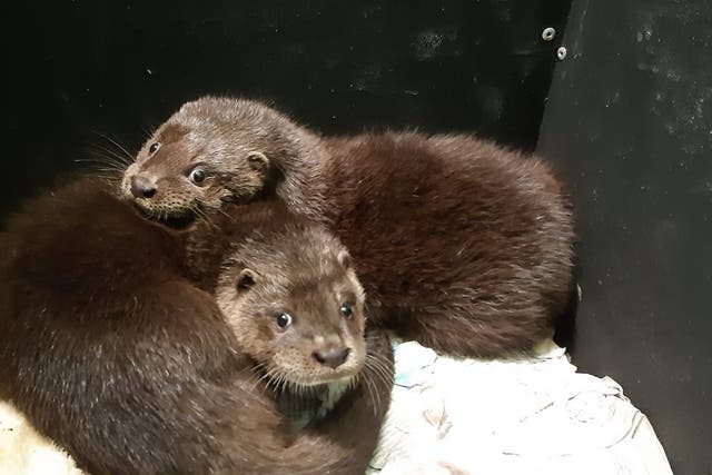 The orphaned otters have undergone 13 months of rehabilitation (Yorkshire Water/PA)