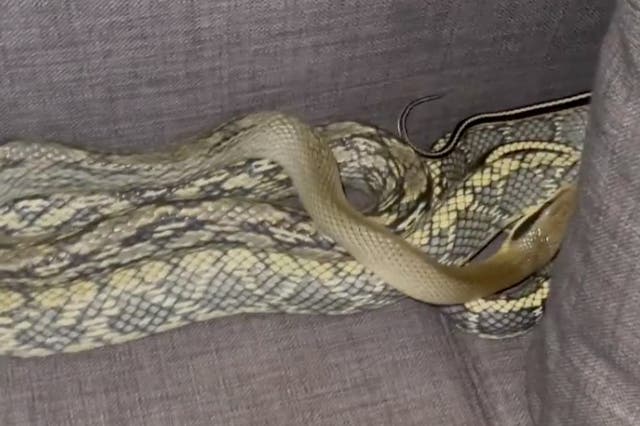 <p>A 7-foot-long Vietnamese blue beauty rat snake found curled up behind the pillow of a California man’s couch. The snake is not native to California and may be an escaped pet. The snake was eventually removed by snake removal professionals.</p>