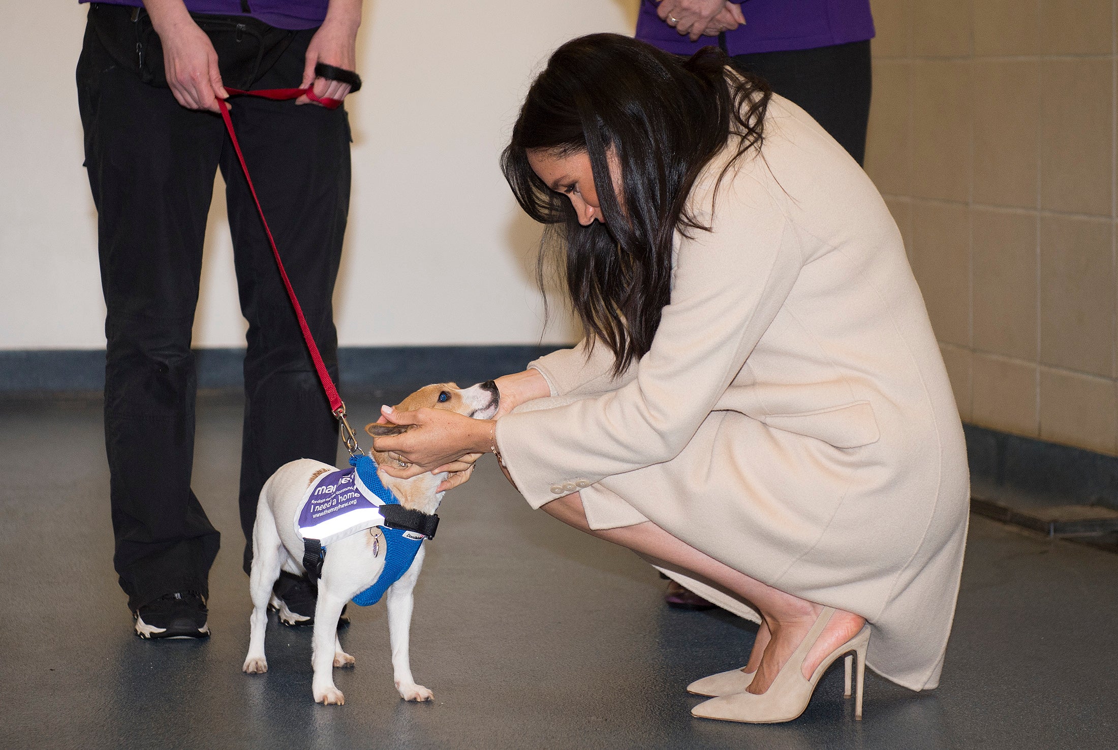 Meghan became friends with another dog – a Jack Russell called Minnie at the Mayhew (Eddie Mulholland/Daily Telegraph/PA)